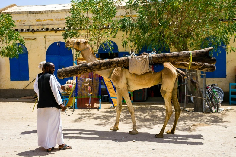 a man with his camel carrying large nches
