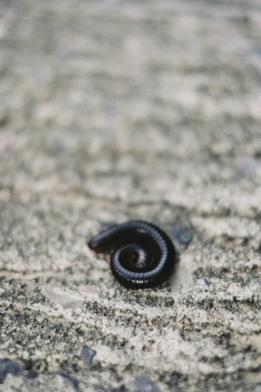 a black, black and white ring on a rock