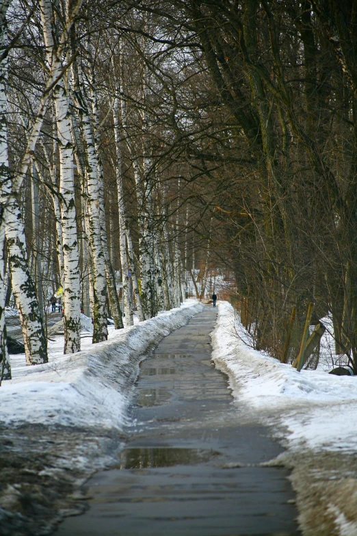 a long snow covered road with trees on both sides