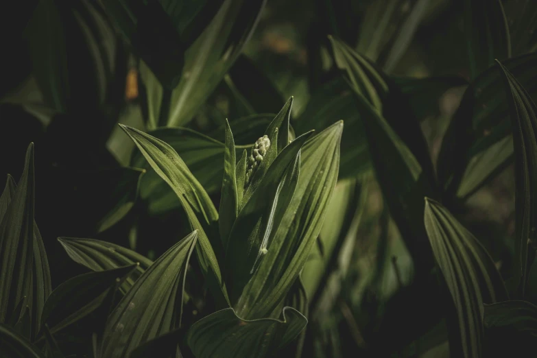 an insect sits on top of some green leaves