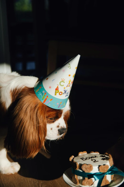 a dog wearing a birthday hat looks at a piece of cake