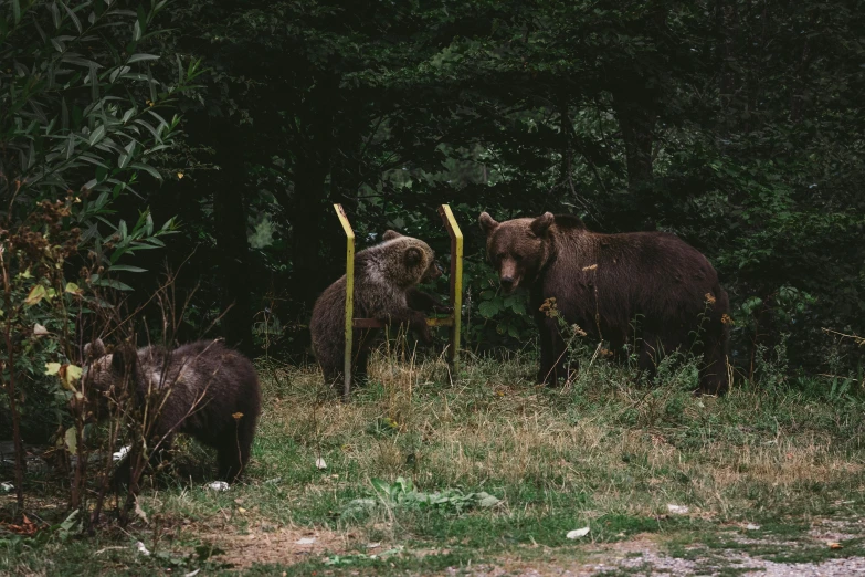 some very cute furry animals by some bushes