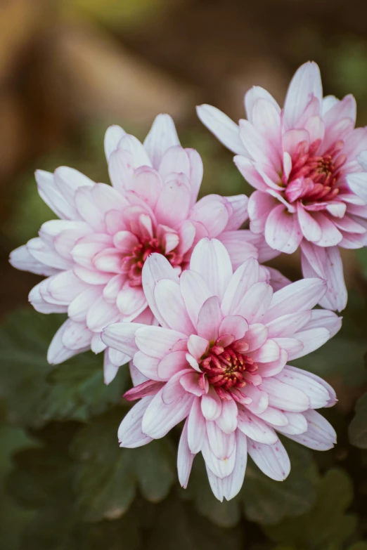 a bunch of pink flowers sitting in a garden