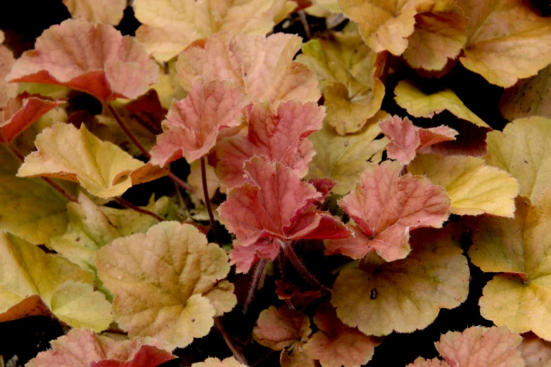 many colors of leaves are in a bed