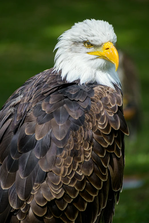 a large white and brown eagle standing outside