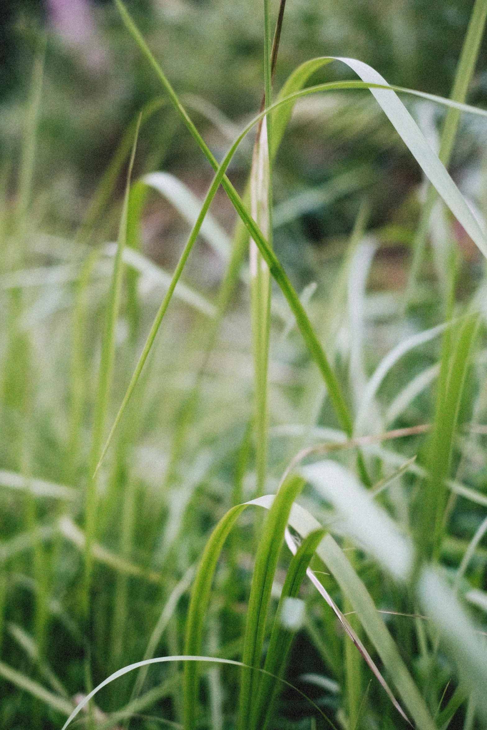 some very tall grass plants in the sunlight