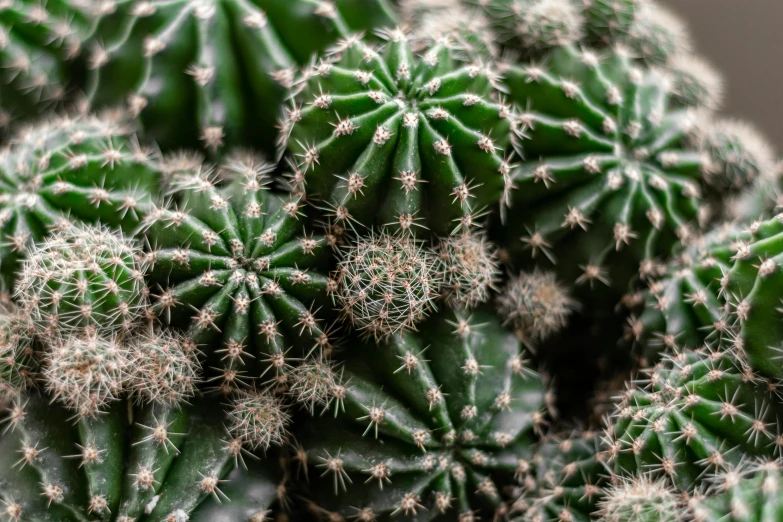 some green cactus plants with brown tips and long leaves