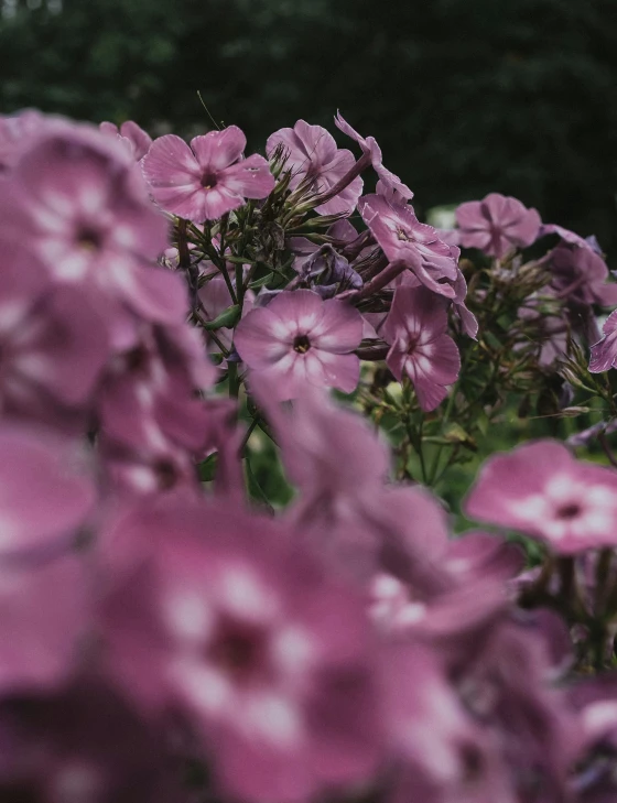 a bunch of pink flowers outside near trees