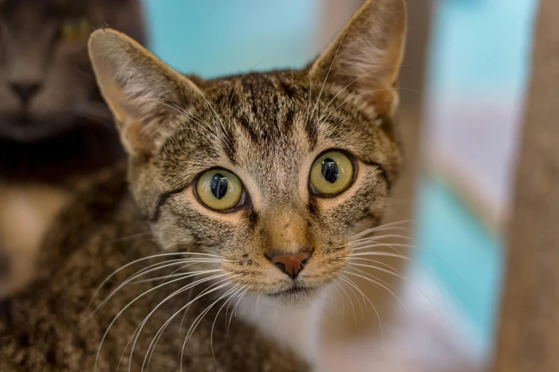 a cat looks into the camera with its paw on it's chin