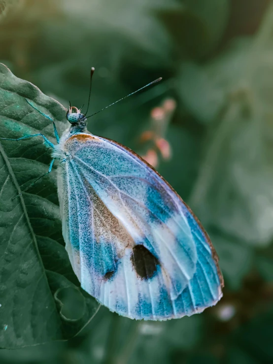 a blue erfly sitting on top of green leaves