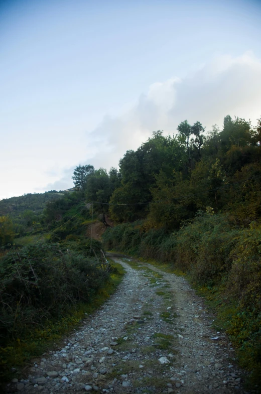 a narrow dirt road with trees and bushes