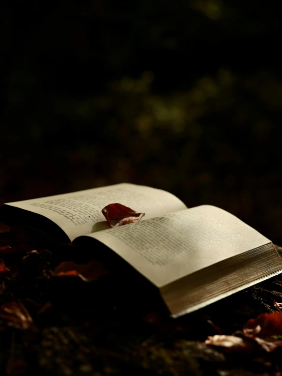 an open book with red leaves on top