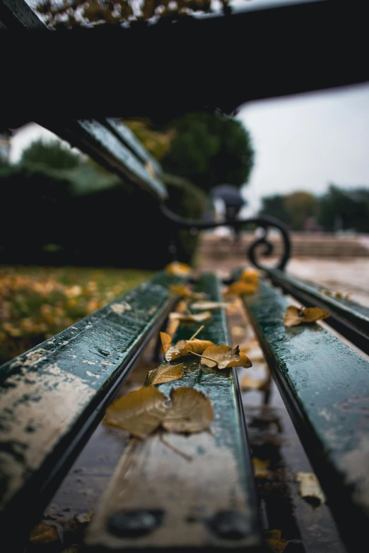 there are several leafy benches on the grass