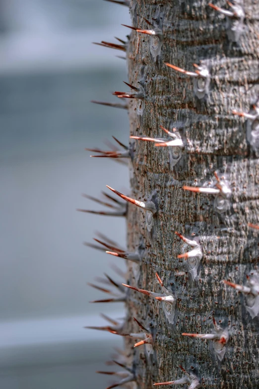 there is an old tree with spikes and rust