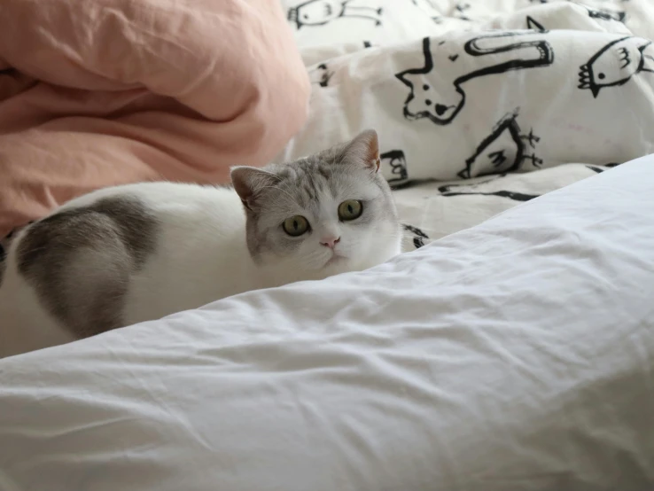 a cat is sitting on the bed with white sheets