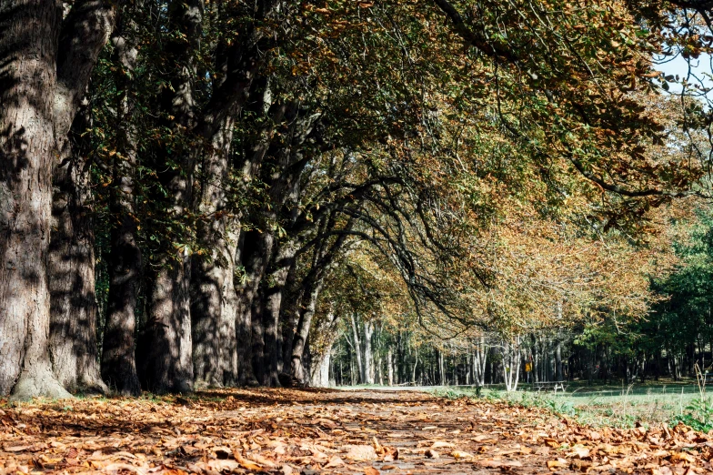 an image of leaves falling on the ground in front of trees