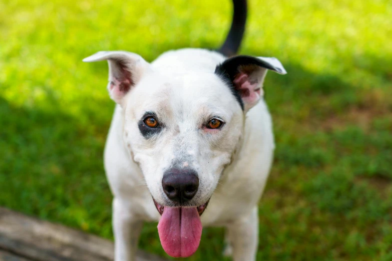 a white dog with a black muzzle standing in the grass