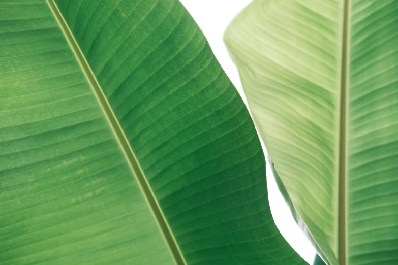 green leaves of plant showing closeup on leaf