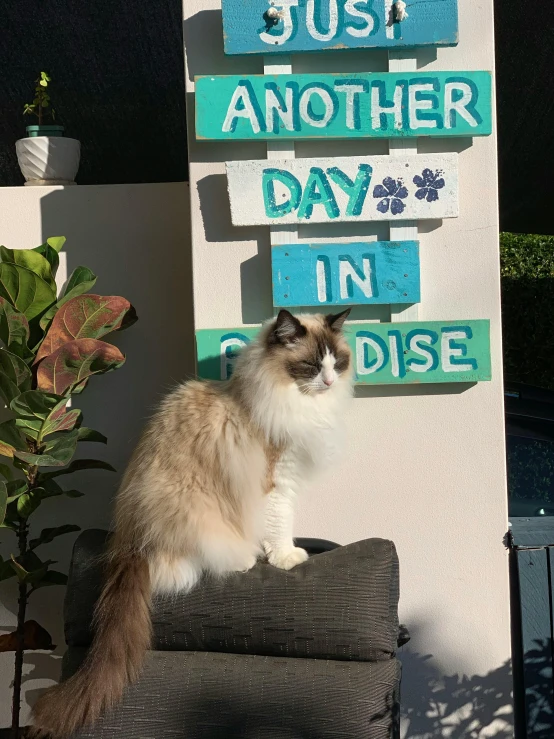 a cat sits on a post next to the words just another day in paradise