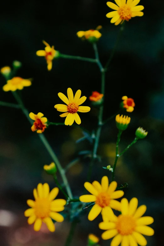 some yellow flowers sitting next to each other