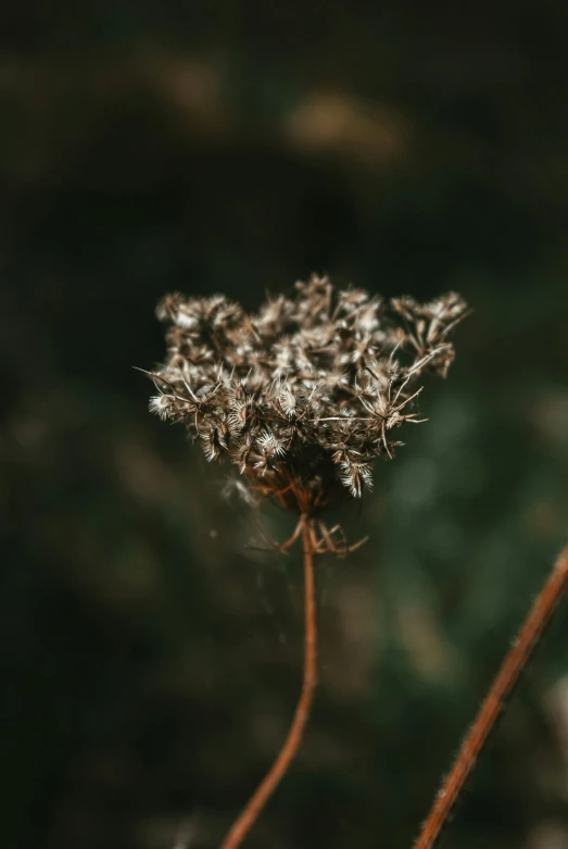 close up s of the stem of a plant