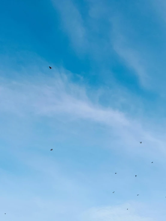 a group of birds flying in the blue sky