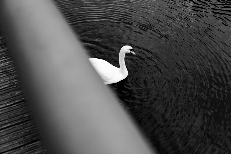 a white swan swimming on top of a body of water