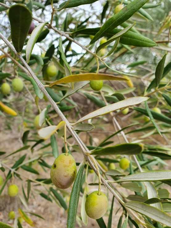 a number of olives on tree nches, with leaves