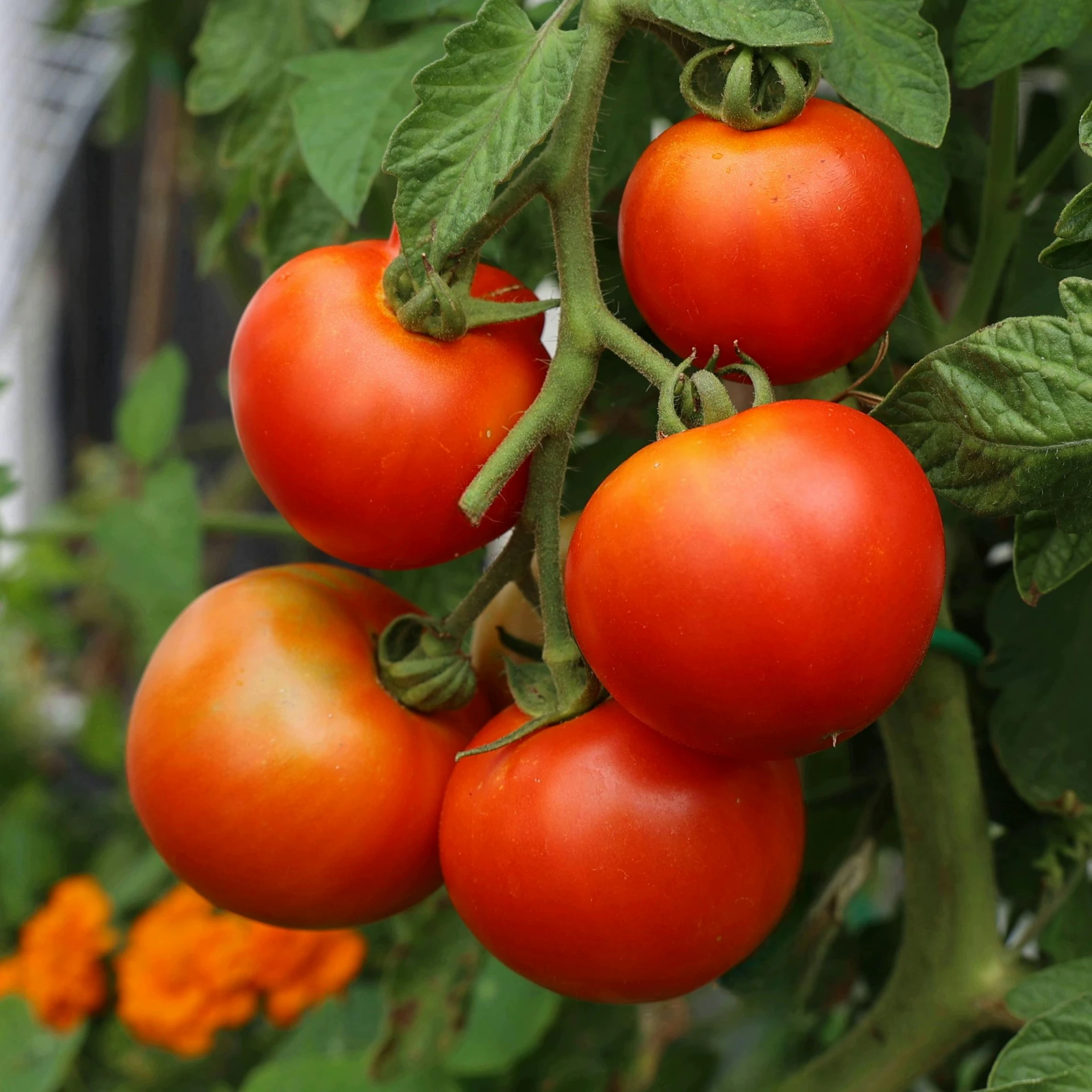 four cherry tomatoes are ripe on the vine