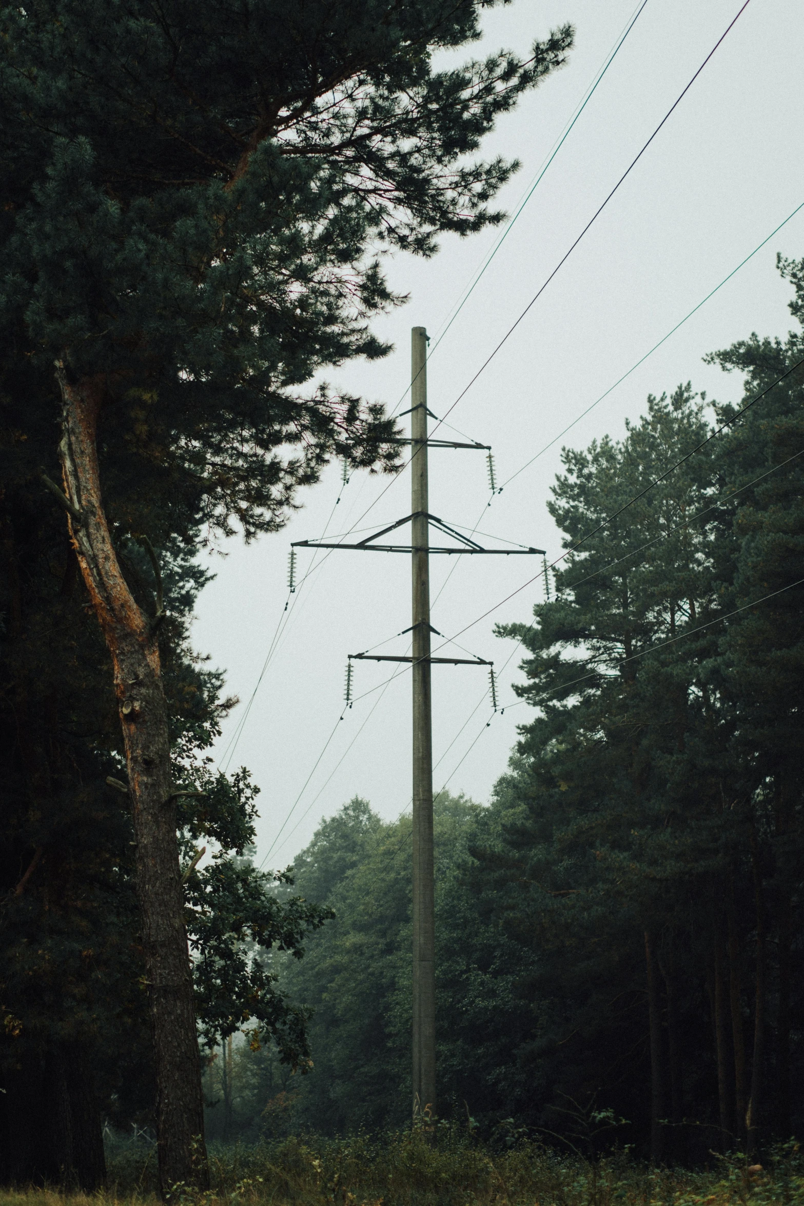 a bunch of electrical poles and power lines hanging above a forest