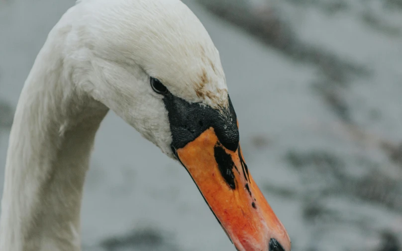 a large swan standing next to a lake