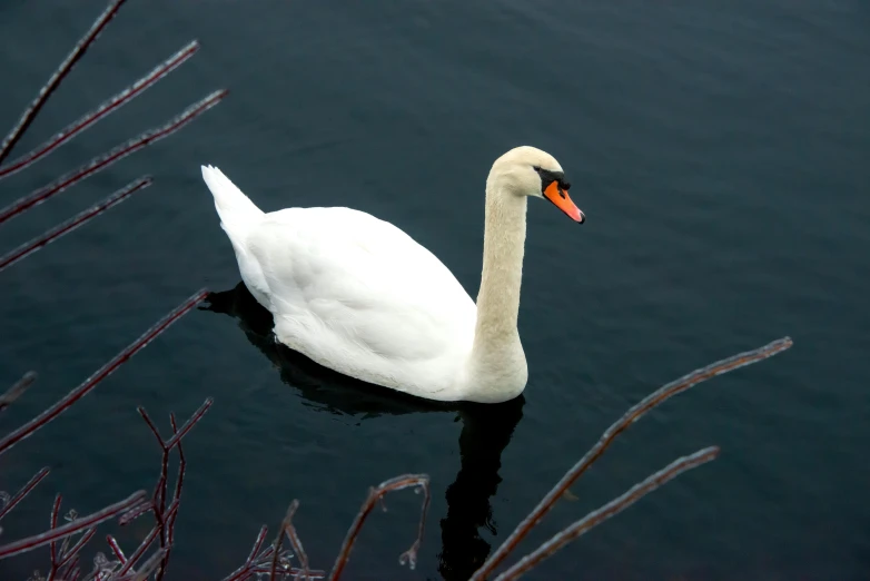 the swan is swimming across the body of water