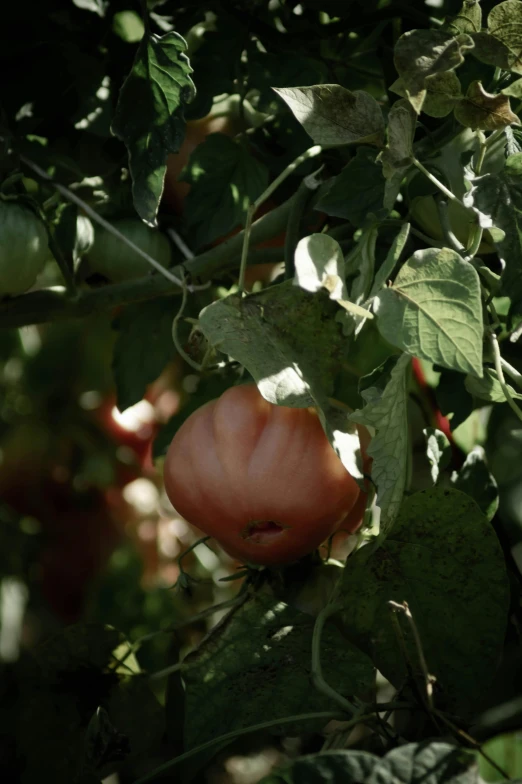 an apple fruit is growing on a tree