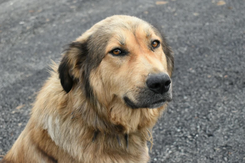 a dog is sitting with the camera right behind him