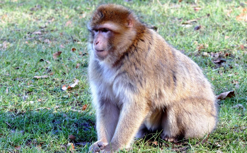 the monkey is sitting on the ground next to his owner