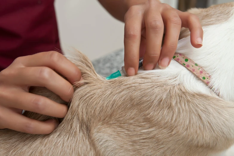 someone is brushing a cow's fur while wearing an ear tag