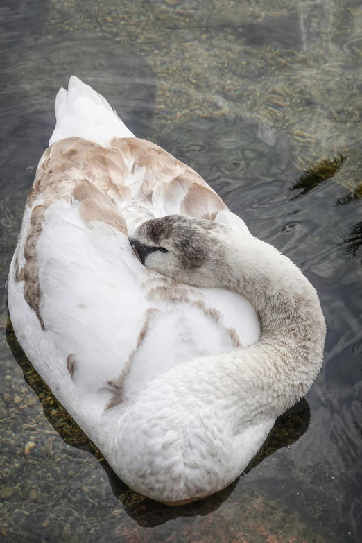 a duck that is swimming in some water