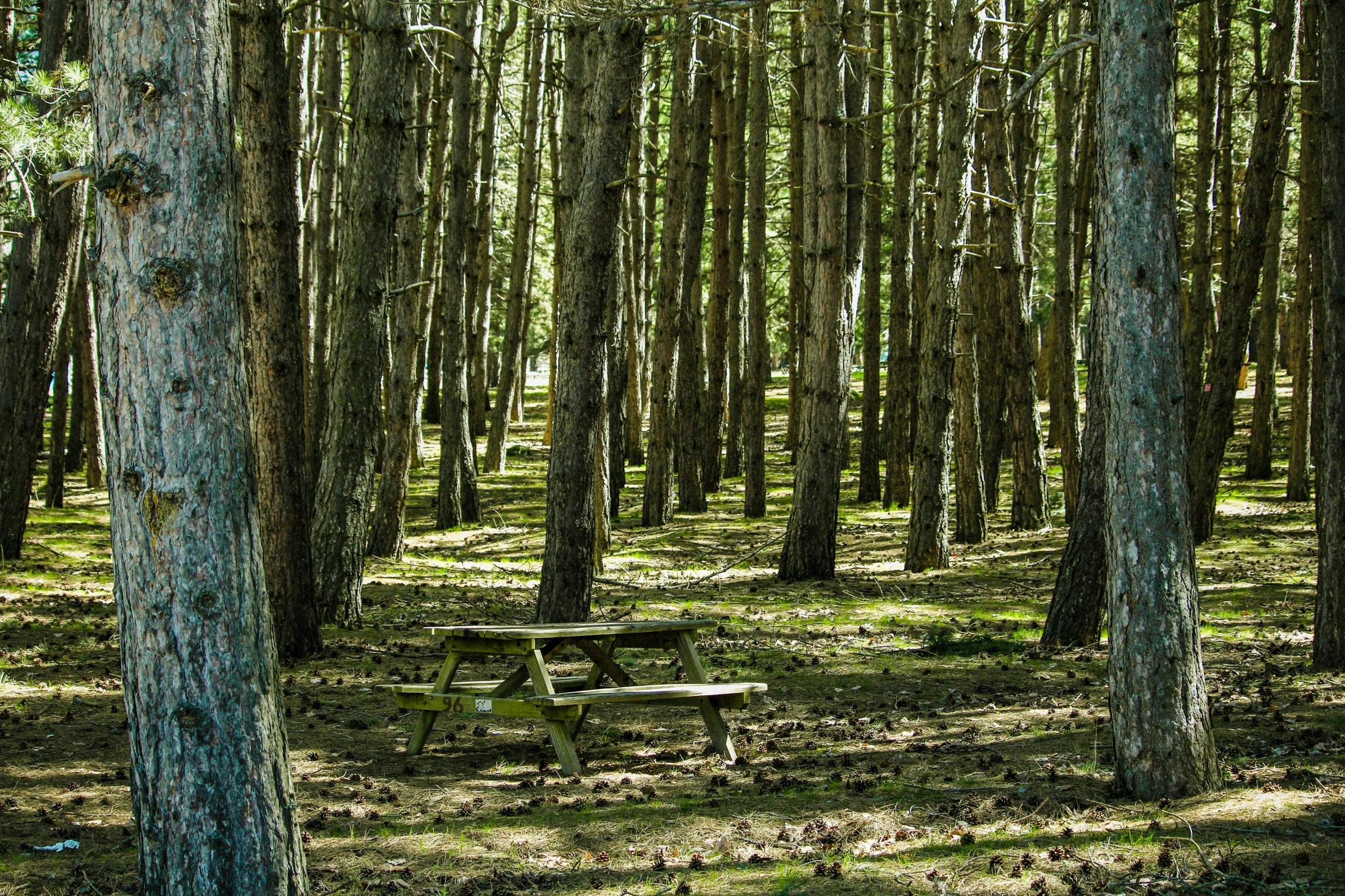 a bench sitting in the middle of the forest