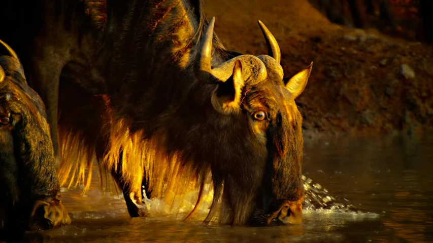 bison with large horns in water near rocky hillside