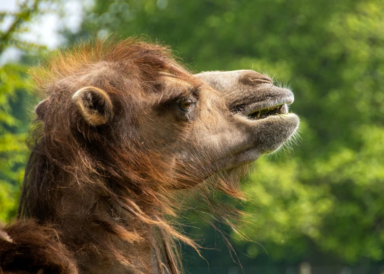 closeup of a very pretty wild animal outside