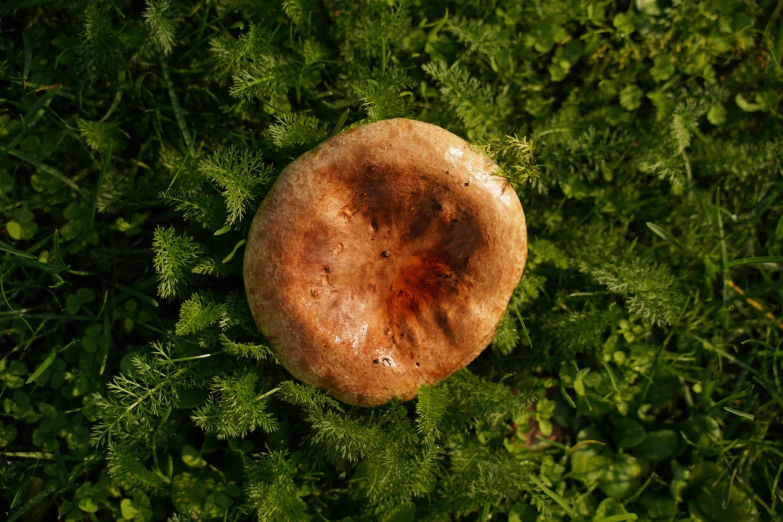 a rusty mushroom is seen in the grass