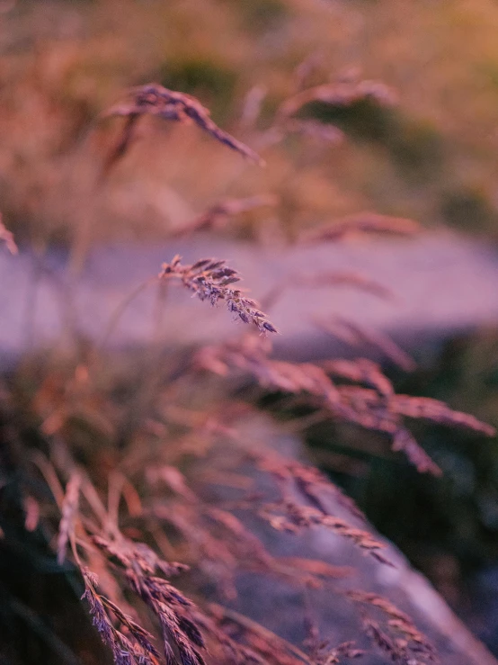 pink, orange and yellow sky through plants and a few rocks