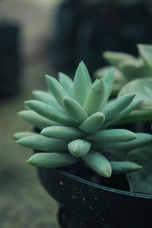 small green plant with white flowers in a black pot