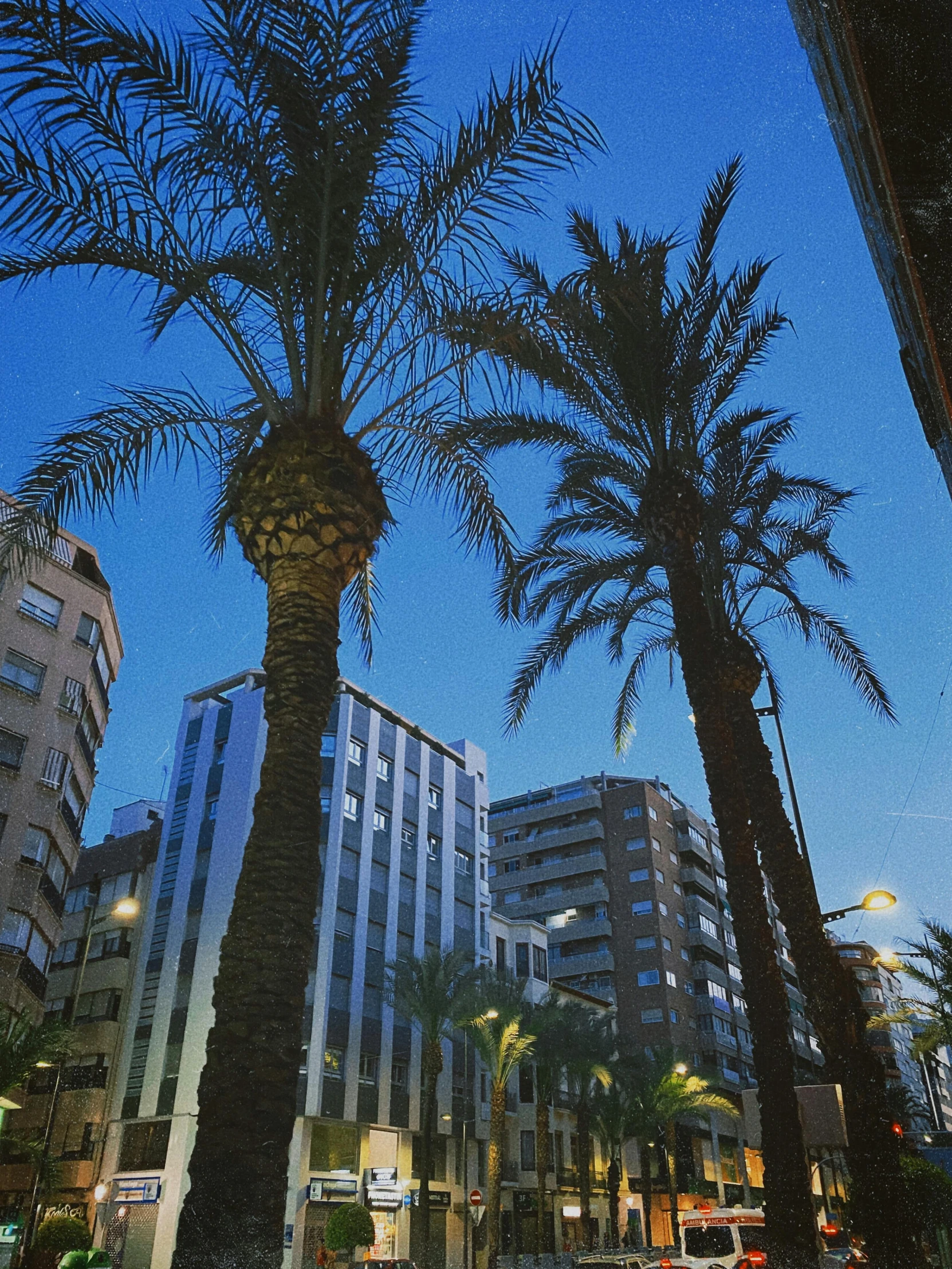 palm trees at the intersection of streets at dusk