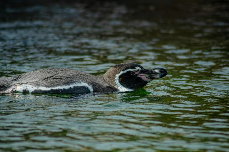 a duck swimming in the lake while its mouth is open