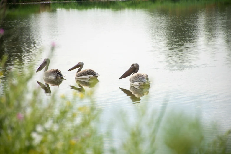 a group of birds stand around on a small lake