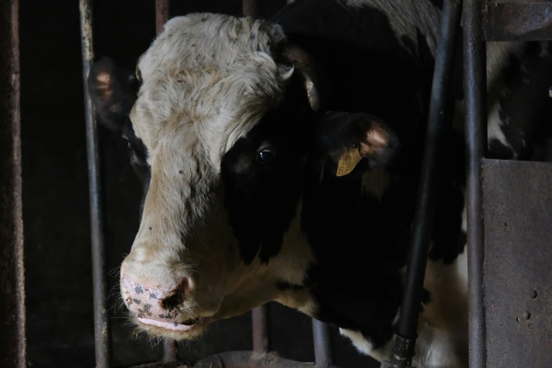 several cows are in a stall with bars and gates