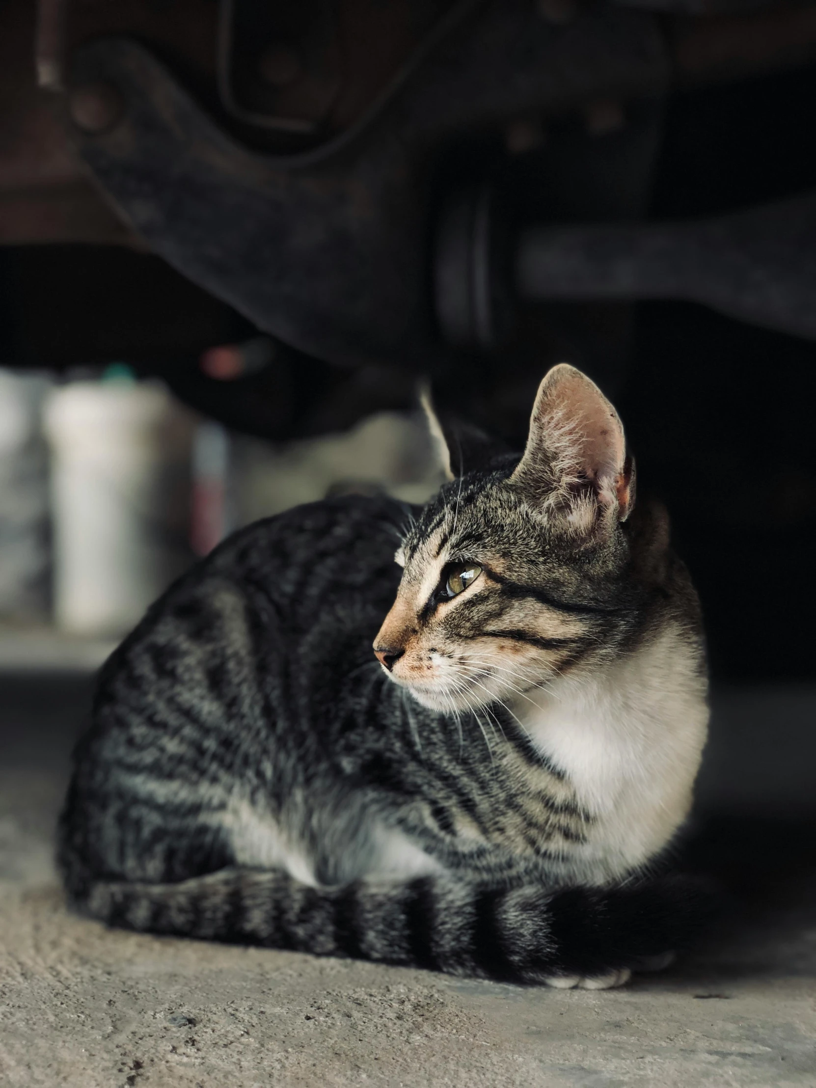 a cat lying on the ground near an object