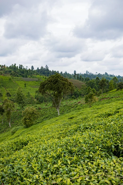 a herd of wild animals grazing on top of a grass covered hillside