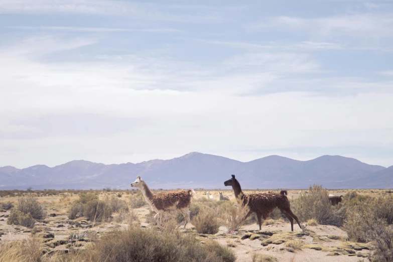 three large animals are walking on the desert